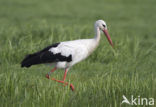 Ooievaar (Ciconia ciconia)