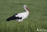 Ooievaar (Ciconia ciconia)