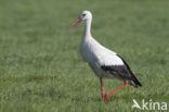 Ooievaar (Ciconia ciconia)