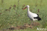 Ooievaar (Ciconia ciconia)