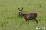 Ree (Capreolus capreolus)