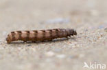 Rode vlekkenuil (Cerastis rubricosa)