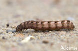 Rode vlekkenuil (Cerastis rubricosa)