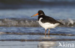 Scholekster (Haematopus ostralegus)