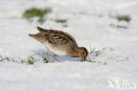 Watersnip (Gallinago gallinago) 