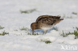 Watersnip (Gallinago gallinago) 