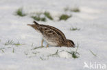 Watersnip (Gallinago gallinago) 