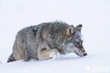 Wolf (Canis lupus)