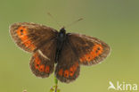 Boserebia (Erebia ligea)