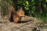 Eekhoorn (Sciurus vulgaris)