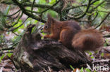 Eekhoorn (Sciurus vulgaris)