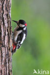 Grote Bonte Specht (Dendrocopos major)