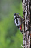 Grote Bonte Specht (Dendrocopos major)