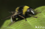 Grote Fophommel (Arctophila bombiformis)