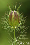 Juffertje-in-’t-groen (Nigella damascena)