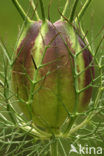 Juffertje-in-’t-groen (Nigella damascena)