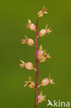 Kleine keverorchis (Listera cordata) 