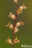 Kleine keverorchis (Listera cordata) 