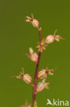 Kleine keverorchis (Listera cordata) 