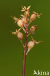 Kleine keverorchis (Listera cordata) 