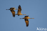 Kraanvogel (Grus grus)