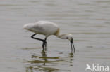 Lepelaar (Platalea leucorodia)