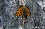 Oostelijke vos (Nymphalis xanthomelas)