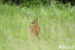 Ree (Capreolus capreolus)