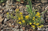 Rotsschildzaad (Alyssum saxatile)