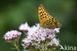 Tsarenmantel (Argynnis laodice)