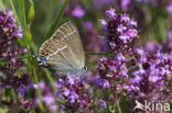 Wegedoornpage (Satyrium spini)