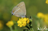 Wegedoornpage (Satyrium spini)