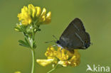 Wegedoornpage (Satyrium spini)