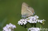 Wegedoornpage (Satyrium spini)