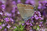 Wegedoornpage (Satyrium spini)