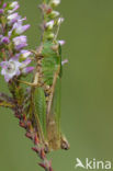 Wekkertje (Omocestus viridulus)