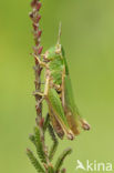 Wekkertje (Omocestus viridulus)