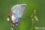 Wikkeblauwtje (Polyommatus amandus)