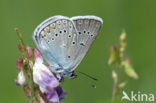 Wikkeblauwtje (Polyommatus amandus)