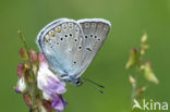 Wikkeblauwtje (Polyommatus amandus)