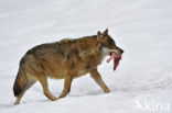 Wolf (Canis lupus)