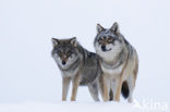 Wolf (Canis lupus)