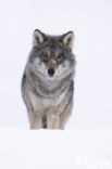 Wolf (Canis lupus)