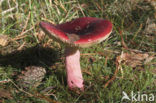 Appelrussula (Russula paludosa) 