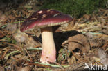 Appelrussula (Russula paludosa) 