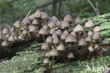 Chloormycena (Mycena alcalina sl