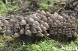 Chloormycena (Mycena alcalina sl