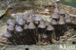 Chloormycena (Mycena alcalina sl