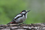 Grote Bonte Specht (Dendrocopos major)