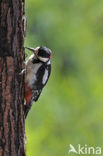 Grote Bonte Specht (Dendrocopos major)